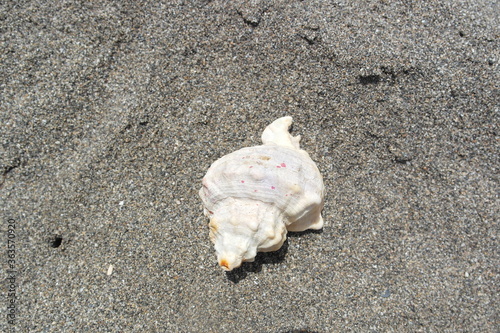 shell on the beach