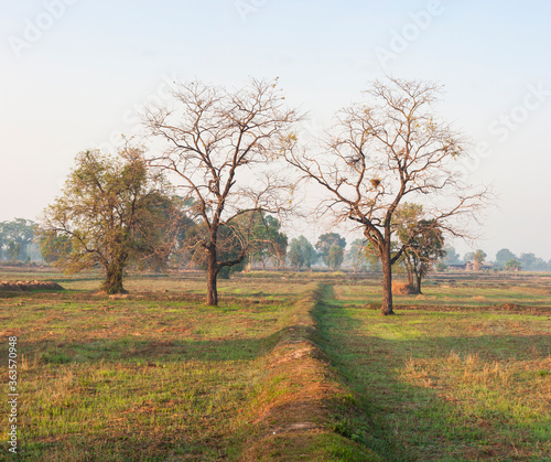 Rice Field of Farmer and sun in the morning in Thailand