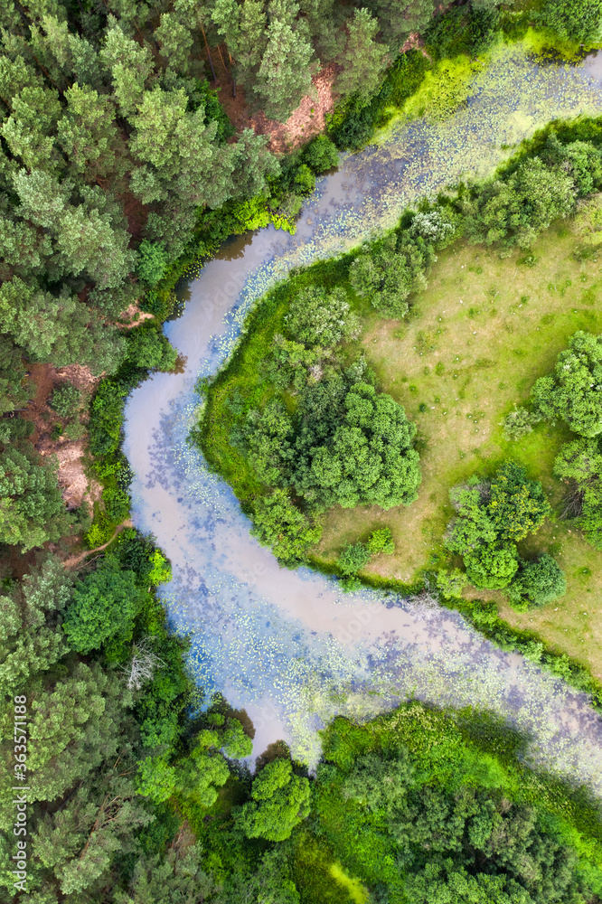 Winding river flowing through pine forest aerial