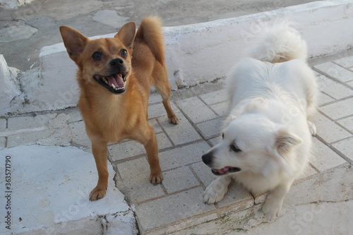 dog