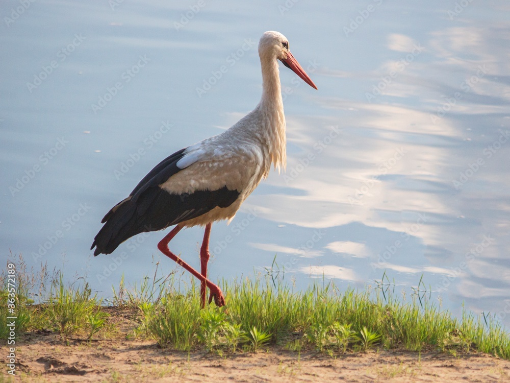 White stork in the grass on a river background White stork in the grass on a river background