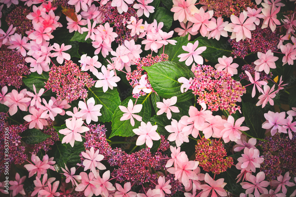 Naklejka premium あじさい