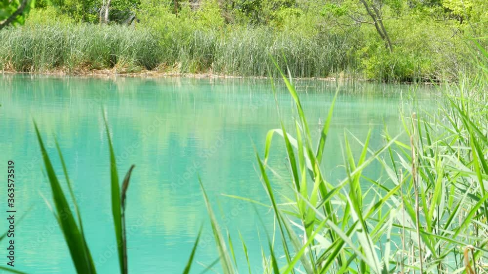 Turquoise Lake and Reed Grass in Plitvice Lakes National Park in Summer Turquoise Lake and Reed Grass in Plitvice Lakes National Park in Summer