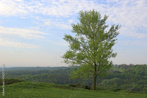 green tree on spring meadow