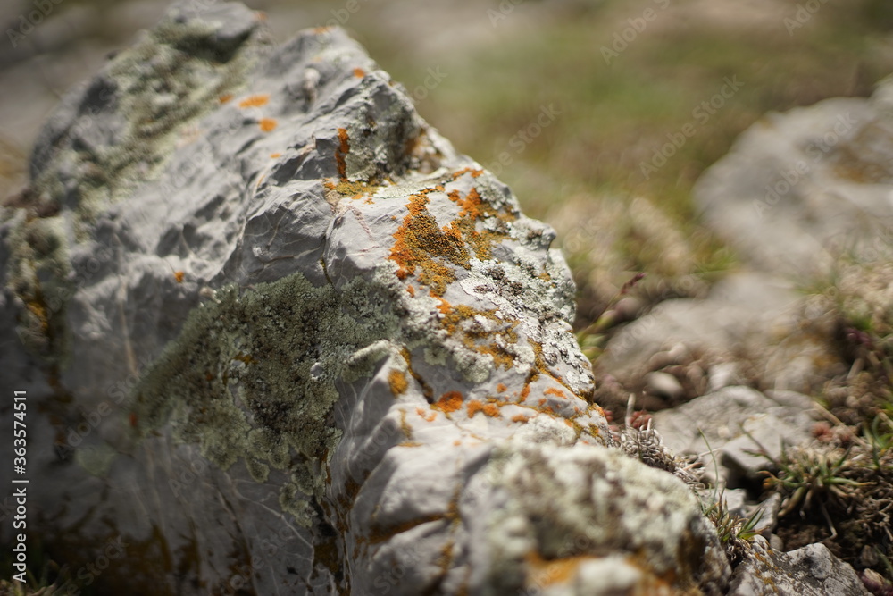 A close-up of a colourful moss growing on a mountain rock. The photo is taken on the summit of Stara Planina (Balkan Mountain), Bulgaria. A close-up of a colourful moss growing on a mountain rock. The photo is taken on the summit of Stara Planina (Balkan Mountain), Bulgaria.