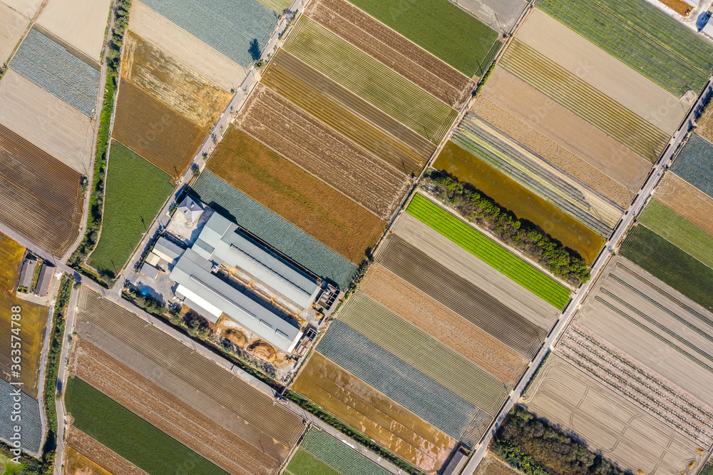colorful farm with vegetables and rice colorful farm with vegetables and rice