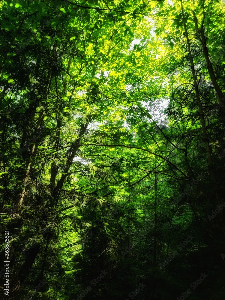 Wild forest scene in the morning. Geen trees background. Wild forest scene in the morning. Geen trees background.