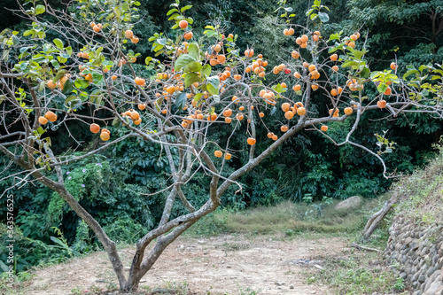 persimmons on the tree photo