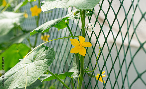 Cucumber plant with yellow flower and small germs in organic bed in greenhouse. Grow organic vegetables in kitchen garden photo