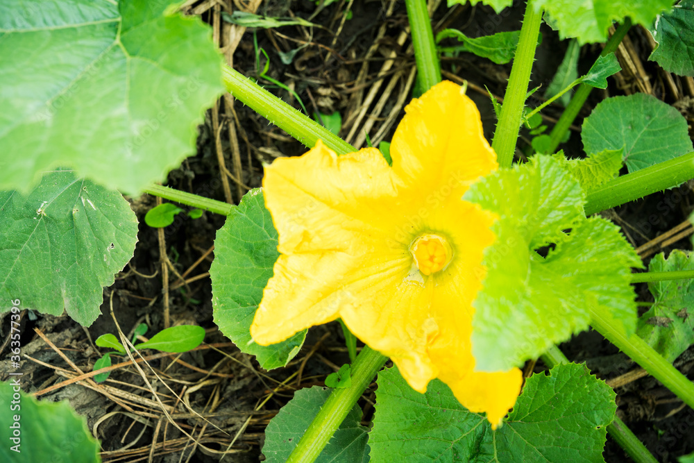 Squash yellow blossom in the garden. Shallow depth of field.
Squash yellow blossom in the garden. Shallow depth of field.
