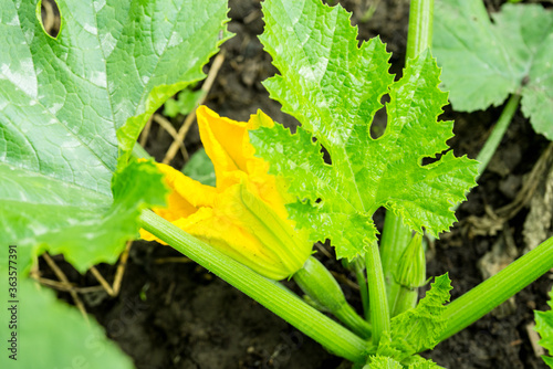 Squash yellow blossom in the garden. Shallow depth of field.
