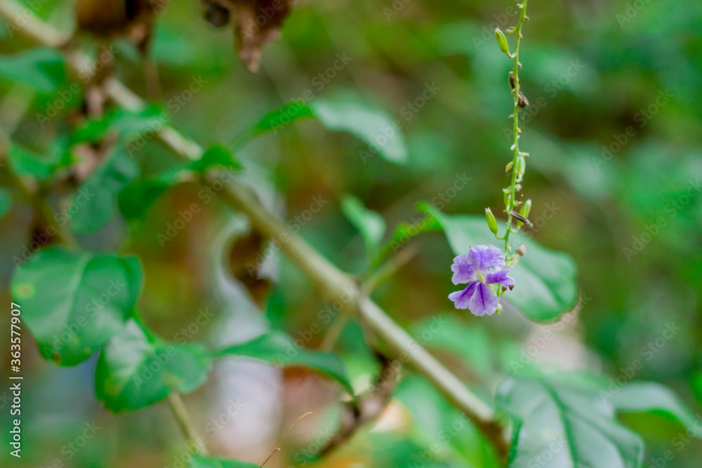 Fototapeta premium Florzinha Roxa
