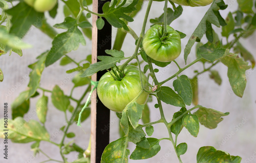 Young green tomatoes in the greenhouse. Grow organic vegetables for healthy life Young green tomatoes in the greenhouse. Grow organic vegetables for healthy life