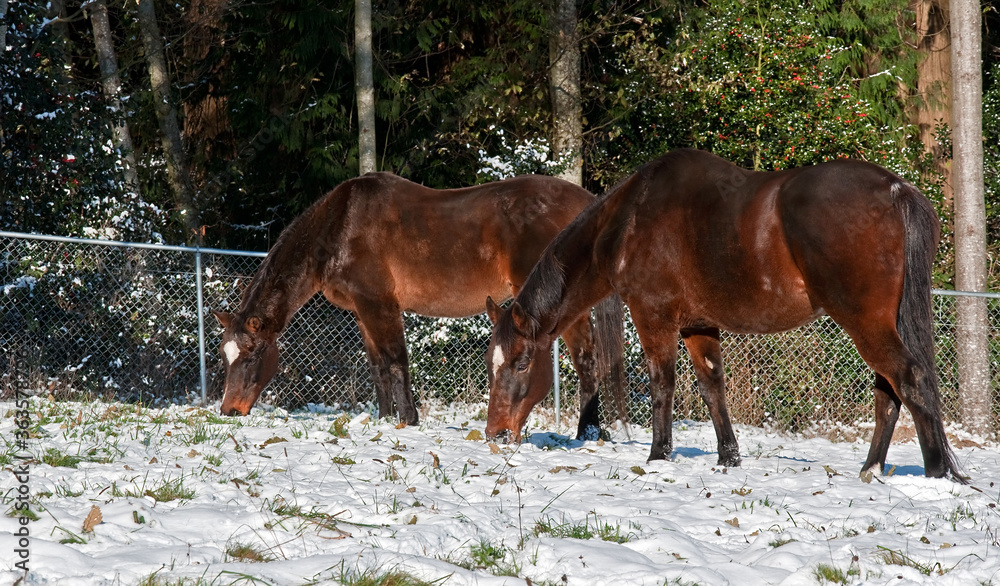 This image is 2 bay thoroughbred horses grazing in a pasture covered with freshly fallen snow. Trees and holly berries line the background in this beautiful equine photo. This image is 2 bay thoroughbred horses grazing in a pasture covered with freshly fallen snow. Trees and holly berries line the background in this beautiful equine photo.