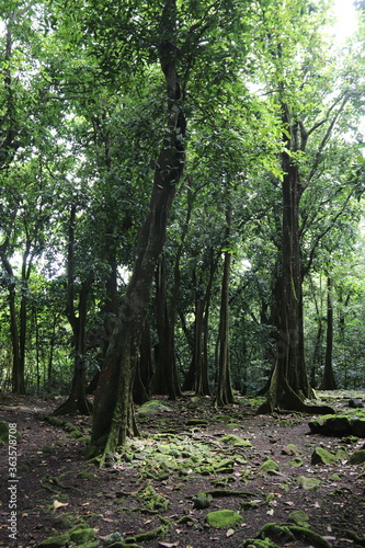 Jungle à Moorea, Polynésie française
