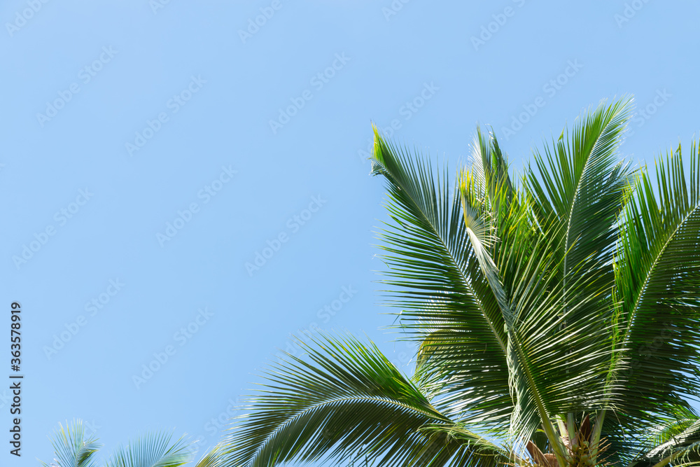 Low angle view of tropical coconut palm leaves on blue sky background with copy space. Beautiful natural background for summertime. Low angle view of tropical coconut palm leaves on blue sky background with copy space. Beautiful natural background for summertime.