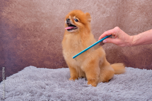 Pomeranian. The concept of the promotion of haircuts and care for dogs. Haircut Pomeranian dog hair with a special comb close up view