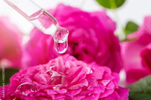 Fototapeta Naklejka Na Ścianę i Meble -  pipette with floral essential oil drop above the pink wet rose flower. spa treatment or aromatherapy concept