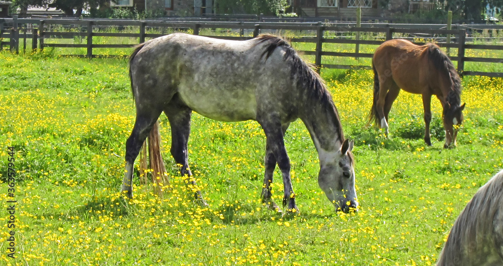 This country scenic is a gray and white Appaloosa horse, grazing with others in a beautiful buttercup filled pasture. Horizontal with no people. This country scenic is a gray and white Appaloosa horse, grazing with others in a beautiful buttercup filled pasture. Horizontal with no people.