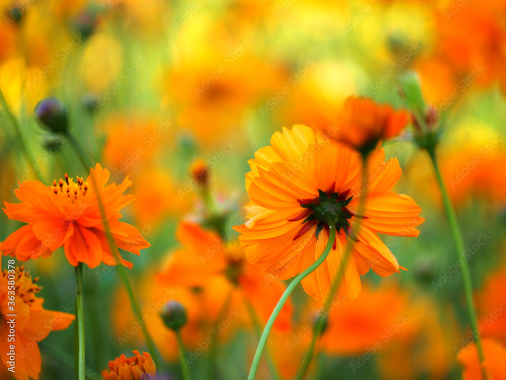 Beautiful cosmos flowers blooming in garden Beautiful cosmos flowers blooming in garden
