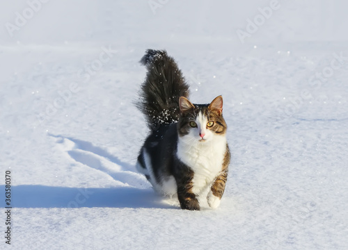 Active young cat with fluffy tail walks on snow covered field in countryside photo