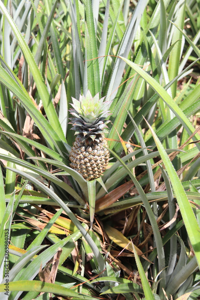 Obraz premium Ananas dans un champs à Moorea, Polynésie française 