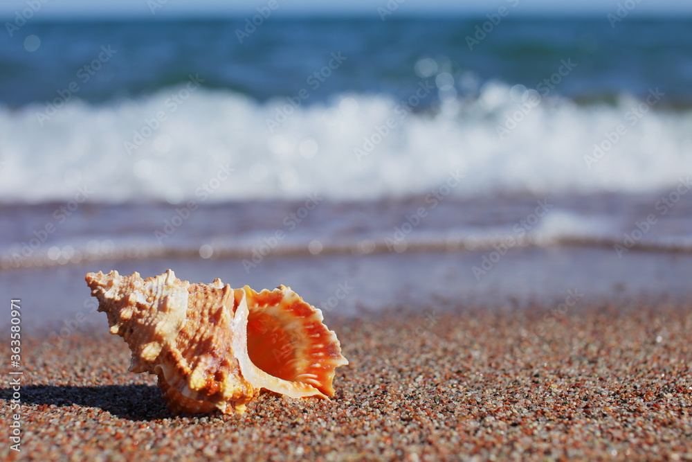 Seashells on the beach. Sandy beach with waves. Summer vacation concept.