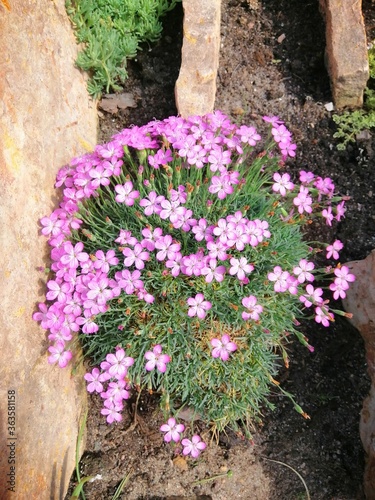 a beautiful round green blooming ball of Dianthus microlepis with tiny rose petals on a garden Alpine slide with Sandstone. Flower desktop Wallpaper photo