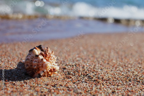 Seashells on the beach. Sandy beach with waves. Summer vacation concept.
