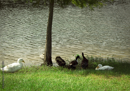 Ducks under a tree at Carl barton Jr. Park in Conroe, TX photo