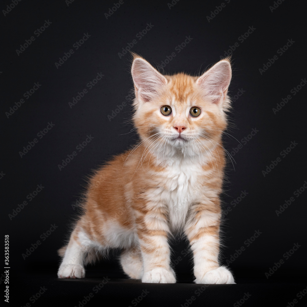 Alert red silver Maine Coon cat kitten, standing facing front. Looking at camera with brown / greenish eyes. Isolated on black background.
