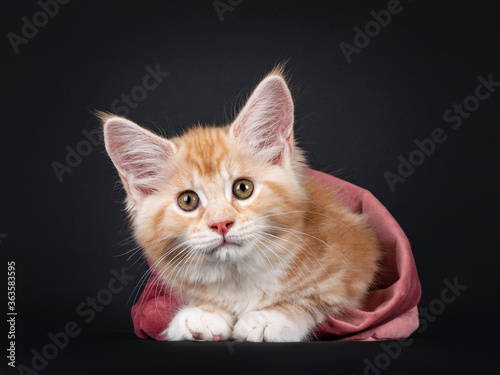Alert red silver Maine Coon cat kitten, laying down facing front in pink velvet bag. Looking at camera with brown / greenish eyes. Isolated on black background. © Nynke