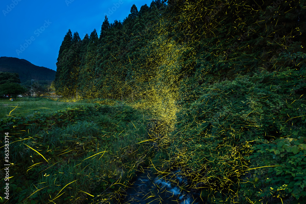 ホタルが飛び交う日本の原風景 夏の風物詩 Stock Photo Adobe Stock