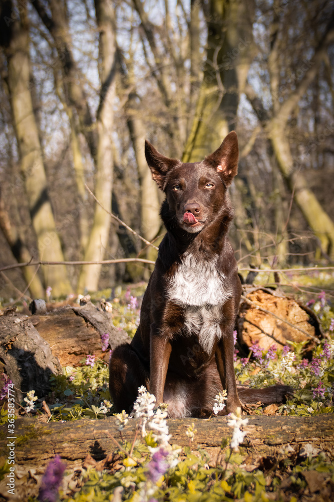 The border collie is lying in flowers in the forest. She is so patient model. The border collie is lying in flowers in the forest. She is so patient model.