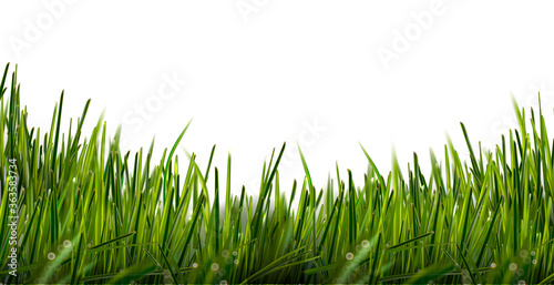 Hyper realistic isolated vector field weed grass with shining drops. Can be used on flyers banners or web. 3d green grass land summer style. Vector illustration. EPS 10.