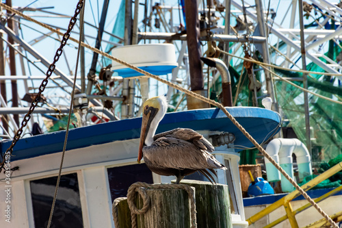 Photography pelicans near the shrimp boats in biloxi, mississippi