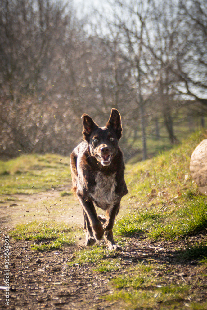 puppy of border collie is running on road. She is so happy and crazy dog. She loves moving. puppy of border collie is running on road. She is so happy and crazy dog. She loves moving.