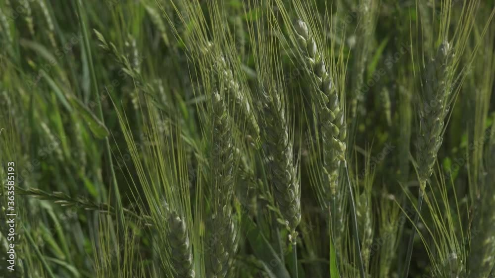 Close up of a farmers hand touching of young growth green barley. Agricultural growth and farming concept. 4K footage. Close up of a farmers hand touching of young growth green barley. Agricultural growth and farming concept. 4K footage.