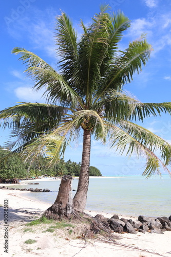 Fototapeta Naklejka Na Ścianę i Meble -  Palmiers sur une plage à Maupiti, Polynésie française	