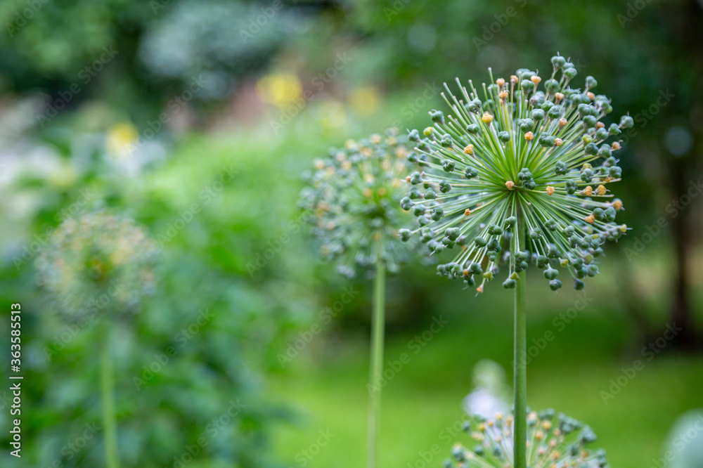 Allium or wild onion. Blossoming plant with round prickly flower Allium or wild onion. Blossoming plant with round prickly flower