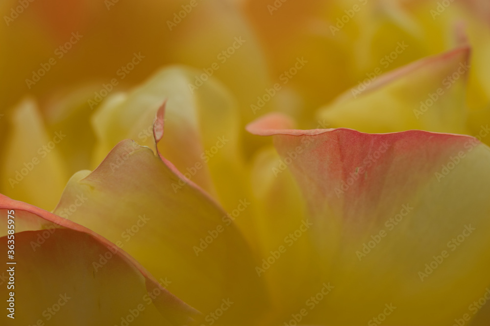 Close up of red yellow rose photo, made in Weert the Netherlands