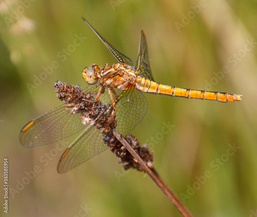 Close up of a yellow dragonfly on a branch photo made in Weert the Netherlands