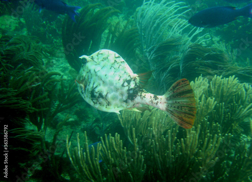 underwater fish coral reef sea life caribbean sea Venezuela