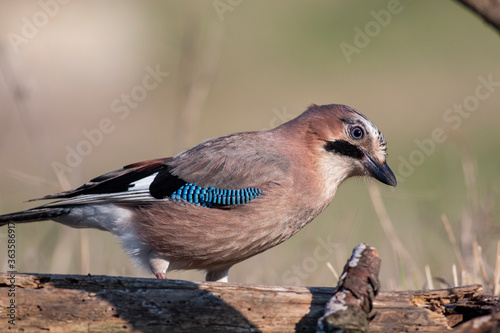 Jay bird portrait in natural habitat