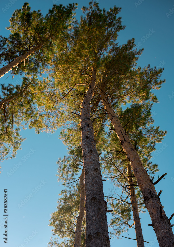 Fototapeta premium autumn in the forest