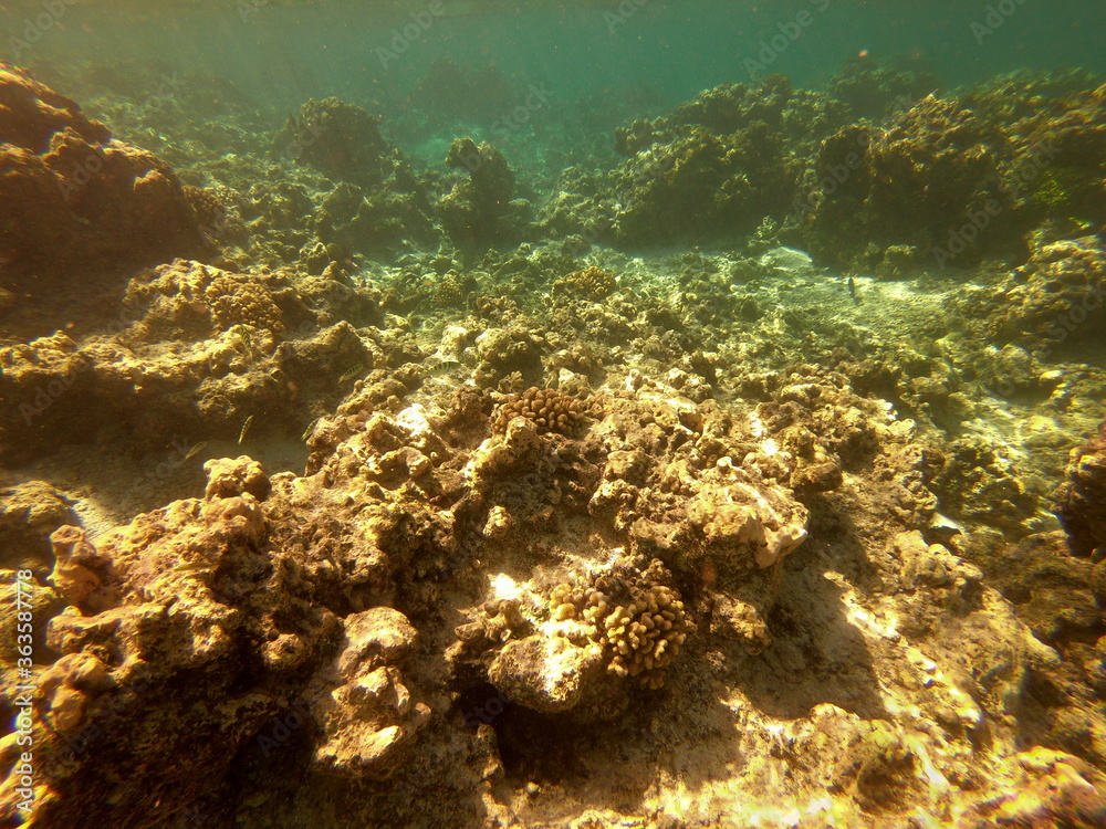 Fototapeta premium Récif de corail, lagon de Maupiti, Polynésie française 