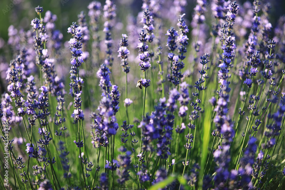 Fototapeta premium lavender bushes in the sunlight