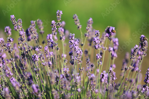  lavender bushes in the sunlight