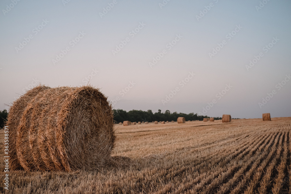 A round twisted straw haystack in a field. Orange mown wheat field. A circle of straw.