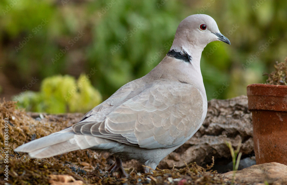 portrait of Collared dove in natural habitat portrait of Collared dove in natural habitat
